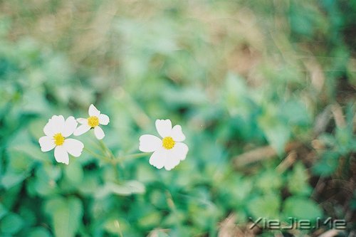 �������а��ţ�����ֻ��˳����Ȼ (2)