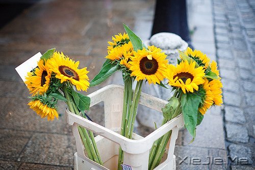 早安心语:别为不该为的人,伤了不该伤的心 (3)