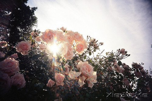 早安心语:我们总是在别人的故事里,流着自己的眼泪 (4)