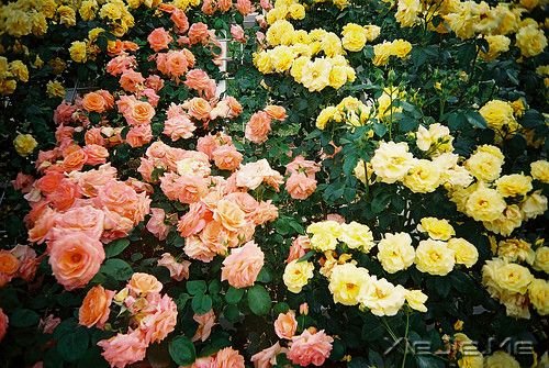 �������ֻҪ�������ڣ��ݳ���û����Ļ (8)