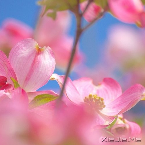 ����ľŴ��ǻ� (9)