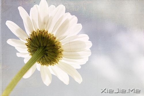 ��־���£���ֲ�и��ֱ���ɹ� (1)